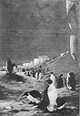 Emperor Penguins at Cape Crozier